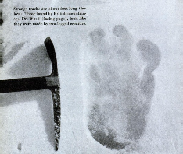 1951年，迈克尔・沃德在尼泊尔喜马拉雅山附近发现的所谓的雪怪足迹。