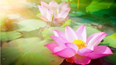 【五言】节气：夏至･探紫荆(图)