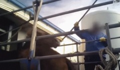 韓退役賽馬被曝遭虐待屠殺：一棍子直接打跪(圖)
