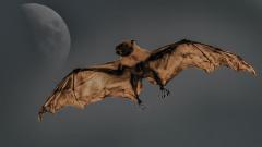 人腦也有「蝙蝠視覺」的能力(圖)