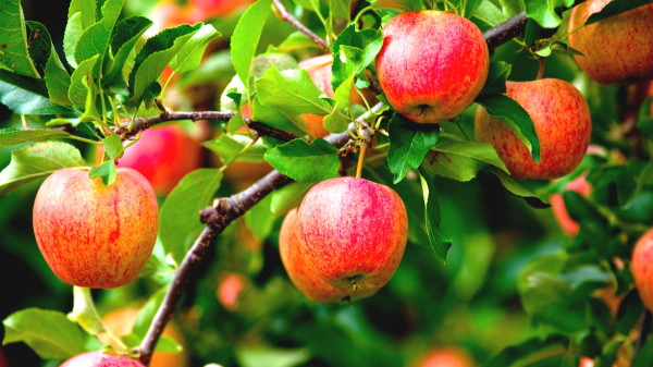 白蘿蔔和蘋果和葡萄等水果搭配食用，可能導致甲狀腺腫脹。