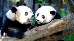 熊貓外交：中共將從美國收回兩隻大熊貓(圖)