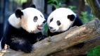 熊貓外交：中共將從美國收回兩隻大熊貓(圖)