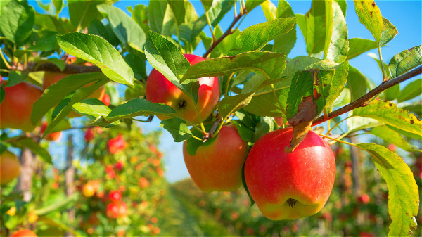 苹果有助于醒酒平肝、生津解毒。