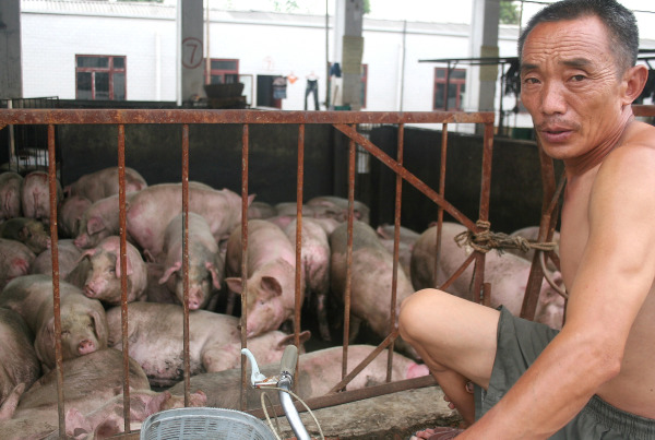 2005年7月25日，中国四川成都，一名工人在祖桥屠宰场检查猪。
