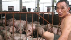 中國豬肉供應告急傳貴州縣城每天限量7頭(圖)