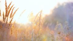 超常案例：男孩记得前世是动物(图)