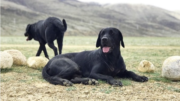 主人通常会给狗狗取个亲切的名字。但是在中国却发生一件震惊狗界的大事！有位主人竟然因为两只黑狗的名字而被拘留了……图文无关。