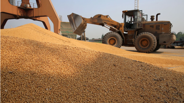 贸易谈判重启中国购买更多美国大豆