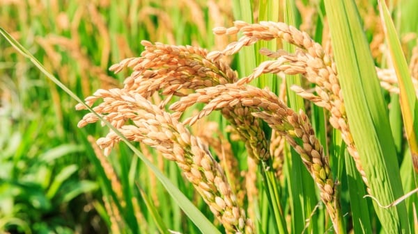 美国一家稻米行业机构表示，史上首次向中国出口40吨稻米。