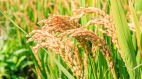 福氣災禍皆有因「芒種」不「茫種」(圖)