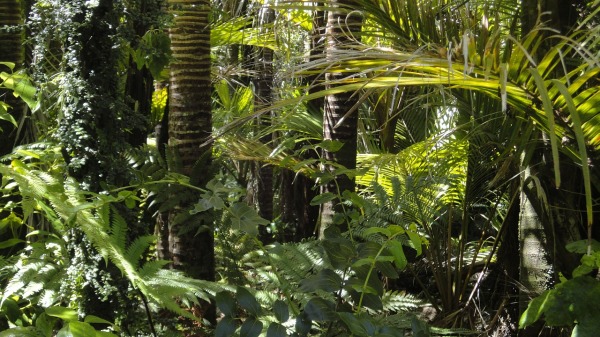 亚马逊雨林竟是史前人类改造而成