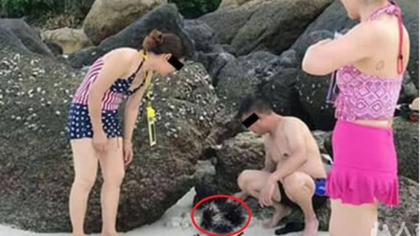 近日，三名大陆游客在泰国海滩抓海胆玩，殊不知已经触犯当地的法律，将面临罚款！