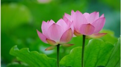 善良的「報應」(圖)