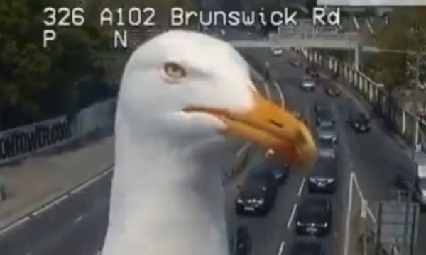 這海鷗怎那麼大！倫敦交通監控拍到驚人一幕