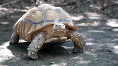 放生龟鼠日后报恩(图)