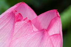 交战双方儿女联姻夫妻跟随佛陀得果(图)