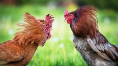 斗鸡王传奇人生叹世间人心不古(图)