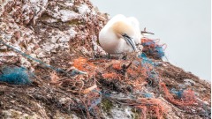 歐洲燕子不見了百萬隻禽鳥困在中國鳥網(圖)
