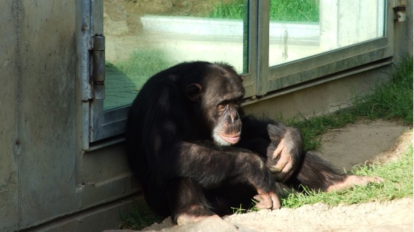 对这些从出生就在牢笼中的猩猩们而言，由于已经适应了实验室中的生活，回归野生生活对他们来说十分困难