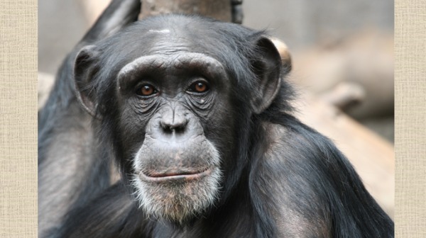 超心碎！黑猩猩比手語翻譯後根本一場悲劇。