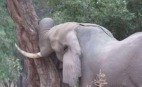 瘋狂撞樹大象不停悲鳴工作人員上前查看才知殘忍真相(組圖)