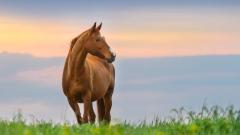 下辈子做牛做马的转生故事(图)