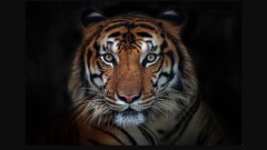 古代有关虎的种种离奇传说(图)