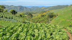 神奇法术无中生有画鸟鸟飞画狗狗追(图)