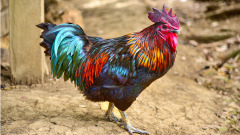 神奇的老公鸡让豌豆长出金豆子来(图)