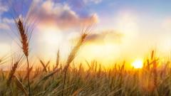 催眠回歸和往世療法的神奇現象(圖)