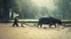除了酷热古人为什么说大暑“雨如金”(组图)