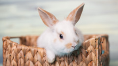 奇特报应：王将军爱女变兔子(图)