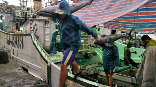 屏東東港魚市場的扛魚工是全台漁港獨一無二的產業文化，擔任扛魚工都得是大力士。