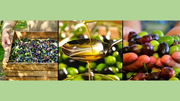 橄榄油来自橄榄树果，是地中海人民五千年来饮食的重要组成部分。
