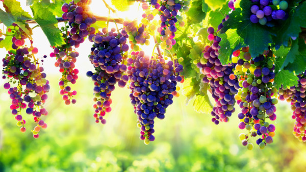 各種顏色的葡萄，富含的營養價值也不一樣。
