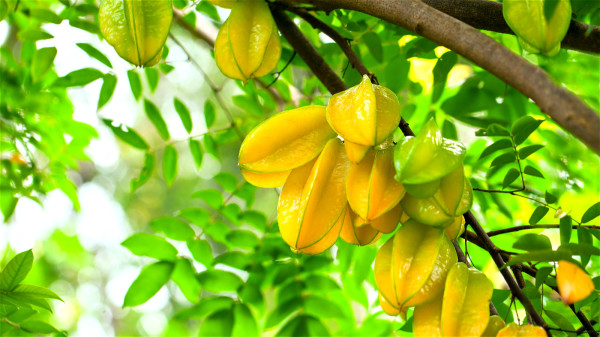 肾功能不齐全的人吃杨桃容易引起中毒，甚至造成生命的危险。