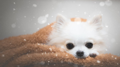 男子救狗脱离被宰吃的命运结果幸运躲过劫难(组图)