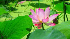 被人忽略的一味“良药”夏季采摘正当时(组图)