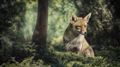 父親碰上了真實的「狐狸精」(圖)