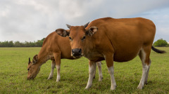 做生意偷斤偷两来生做牛吃苦来还罪(图)