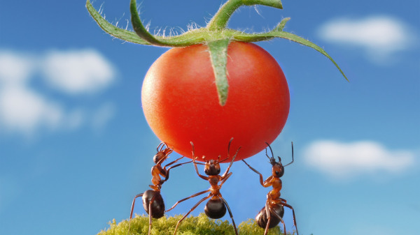 蚂蚁对居家的危害常被人们忽视。