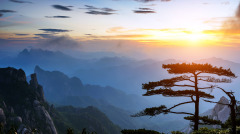 亡父讬梦转世为犬儿子杀狗痛悔万分(图)