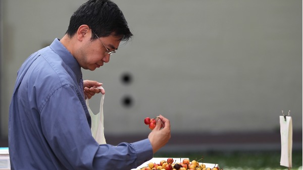 中國人吃櫻桃也得聽北京政治導向？