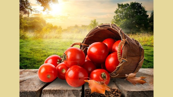 经常吃西红柿有清热止渴、养阴凉血、美容减肥的功效。