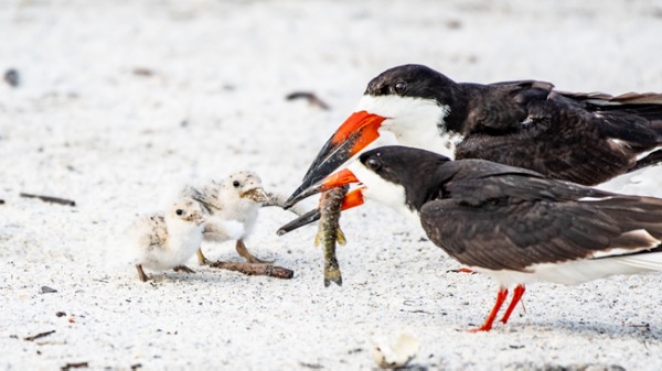 沙滩上海鸟妈妈喂食幼鸟的画面。