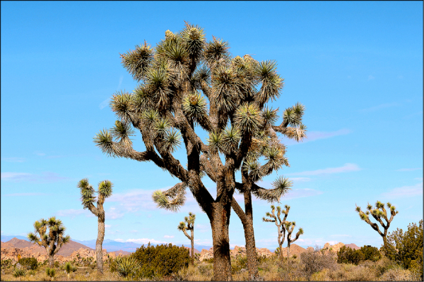 位于沙漠里的约书亚树国家公园，1994年才成立。
