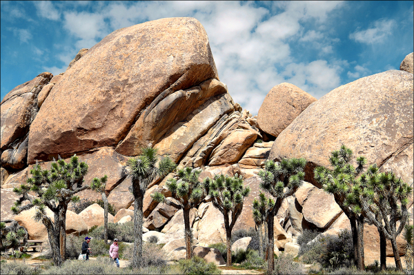 园区嶙峋巨石和怪树景观著名，深受国际户外自由攀岩好手们欢迎。