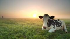 真實發生的六道輪迴故事(圖)