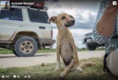 瘫痪小狗爬越非洲荒野顽强求生感动世人(组图视频)